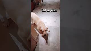 hai vogoban jada kuchh nahi chahiye youtube dogowner dog123 petowner funny subscribe labrador [upl. by Gaiser]