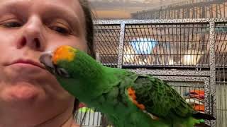 Leo the Jardines Parrot gives kisses [upl. by Nelson480]