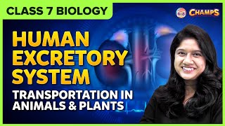 Human Excretory System  Class 7 Transportation in animals and plants CBSEICSE [upl. by Chapa903]