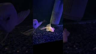 Arowana Killing pleco feedingfish [upl. by Nnylirret]