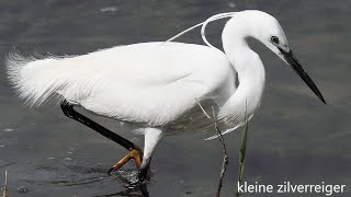 20240825 KLEINE ZILVERREIGER EGRETTA GARZETTA [upl. by Anirahs]