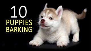 PUPPIES BARKING Sound Effect HD [upl. by Hpotsirhc]