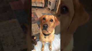 Do you like it funny dog pets cute cutedog [upl. by Abshier499]