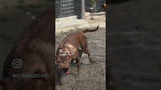 Real bandog stamina [upl. by Zobe678]