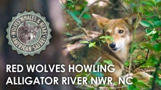 Red Wolf Howling Tour at the Alligator River NC [upl. by Aekim238]