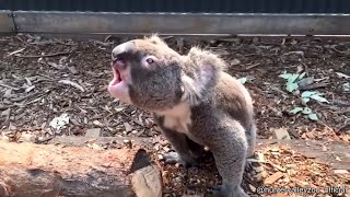 Koala Making Scary Noises  Must See [upl. by Cynthea148]