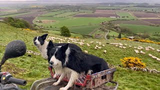 Two unbelievable sheepdogs working sheep in Scotland [upl. by Merdith]