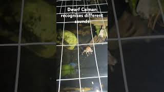 Cuviers Dwarf Caiman recognizes different sounds dwarfcaiman reptiles training [upl. by Toffey597]