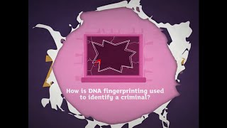 KS3 Activate 3 Kerboodle Explaining DNA fingerprinting [upl. by Barri]