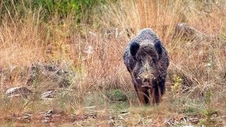 Gros sanglier au poste  DJI  BreizhHunt [upl. by Gascony697]