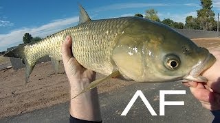 Arizona Canal Fishing [upl. by Leziar379]