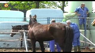 Fokkerij wil in beslag genomen paarden terug [upl. by Nnaes447]