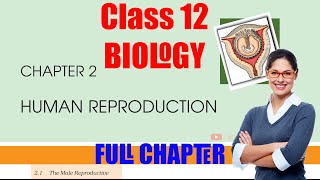 Chapter 2  Human Reproduction  Class 12 NCERT Biology  Reading [upl. by Ramal]