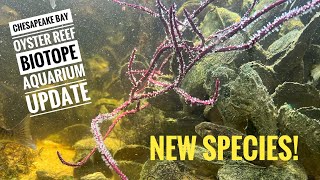 Chesapeake Bay Oyster Reef Biotope Aquarium Update New Species [upl. by Eiramanitsirhc640]