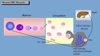 Anemia basic pathophysiology  normal red cell lifecycle [upl. by Pascale]