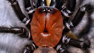 Macrothele gigas feeding plus my Porrhothele antipodiana [upl. by Dnalro589]