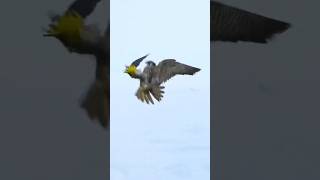 Peregrine vs green dove peregrinefalcon falcon hunting viralvideo viralshorts [upl. by Cocks]