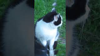 Rescuing the Forgotten Felines How We Feed Street Cats cat straycatrescue cats helpstrays cute [upl. by Wylma]