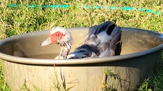 Duck take a bath in steel platechicken ducks hen animals chick rooster [upl. by Sinai]