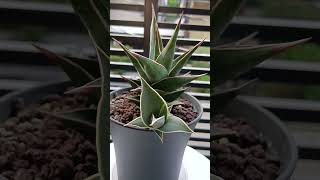 Sansevieria Pinguicula update after 1yr shortvideo sansevieria pinguicula 多肉植物 虎尾兰 plantupdate [upl. by Derry]