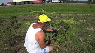 Cięcie artystyczne Jałowca w ogrodowe bonsai Jałowiec bonsai Pruning Japanese Niwaki topiary [upl. by Sillek512]