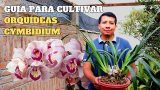 Guía Completa para el Cultivo de Orquídeas Cymbidium ¡HAZ QUE FLOREZCAN [upl. by Niwred]