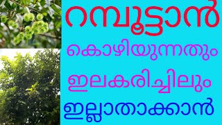 റമ്പൂട്ടാൻ കൊഴിയുന്നതും ഇലകരിച്ചിലും എങ്ങനെ ഇല്ലാതാക്കാംHow To Eleminate RAMBUTAN Fall And LeafBurn [upl. by Benedikta]