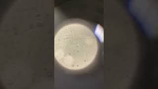 Microbiology Motility Test [upl. by Animlehliw]