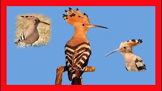 Eurasian Hoopoe Song Eurasian Hoopoe Call Eurasian Hoopoe Sound  Abubilla Canto  Upupa Epops [upl. by Clava]