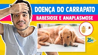 DOENÇA DO CARRAPATO EM CACHORRO Babesiose E Anaplasmose O que é Sinais Diagnóstico e Tratamento [upl. by Januarius817]