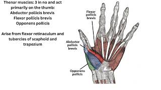 Abductor pollicis brevis flexor pollicis brevis and opponens pollicis [upl. by Megargee759]