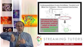 Biochemistry Enzyme Mechanism Proteases tutorial [upl. by Schott483]