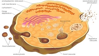 Endocytosis and exocytosis [upl. by Ihcas]