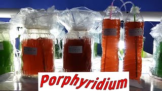 Ready Stock Porphyridium Sel Murni [upl. by Myrwyn]