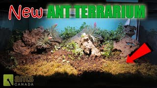 Amazing New Ant Terrarium [upl. by Neufer]