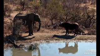 Rosies Pan cam  Unusual sighting of an Elephant backing off July 29 2024 [upl. by Amlus423]