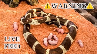 King Snake Eats 7 Pinkies MICE WARNING Live Feed [upl. by Eimac470]