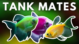 TOP 5 BEST GLOFISH TANK MATES FOR YOUR AQUARIUM [upl. by Ahsinuq]