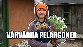 Vårvårda pelargoner  Kosters Trädgårdar [upl. by Warner]