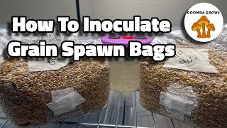 How To Inoculate Grain Spawn Bags [upl. by Ruvolo]