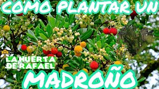 Cómo plantar un árbol de madroño “madroño” Arbutus Unedo•El cultivo de madroño•9NaTemporada [upl. by Reiner195]