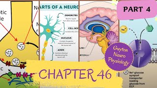 Chapter 46 guyton physiology Part 4 neurophysiology [upl. by Stockton183]