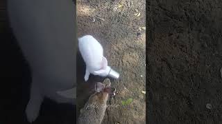 😱🐇Rabbit குட்டி⁉️ பொடுமா இல்லை யா💥🤯⁉️trending petscorner rabbit rabbitfarming rabbite rabbits [upl. by Eelrak]