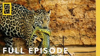 Jungles Survival of the Fittest Full Episode  Hostile Planet [upl. by Cutter]