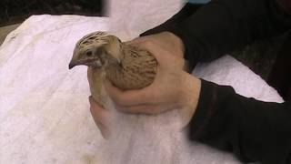 Different Coturnix Quail [upl. by Nanda809]