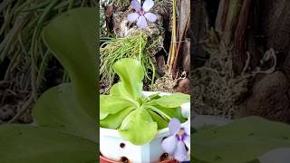 Pinguicula Πινγκουικουλα η Butterworts Ασυνήθιστη Μέθοδος Πολλαπλασιασμού [upl. by Joannes727]