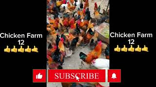 Free range chicken farming techniques [upl. by Wurst]