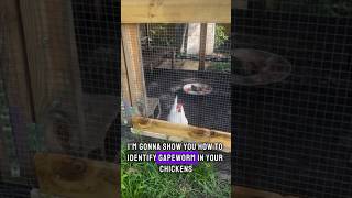 How to tell if your chicken has gapeworm chicken gapeworm backyardchickens eggs homesteading [upl. by Oalsecnew]