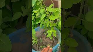 तुलसा जी के बारे में नई बातेंfamasupgrade tulshi plantsgarden [upl. by Neri]