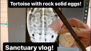 Tortoise vet visit with rock solid eggs sanctuary vlog [upl. by Pilihp413]